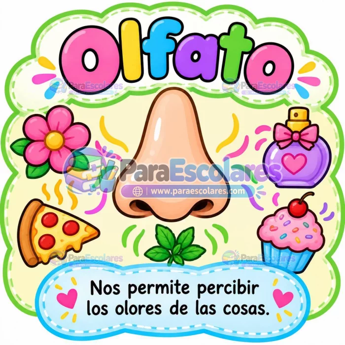 Los Sentidos El Olfato